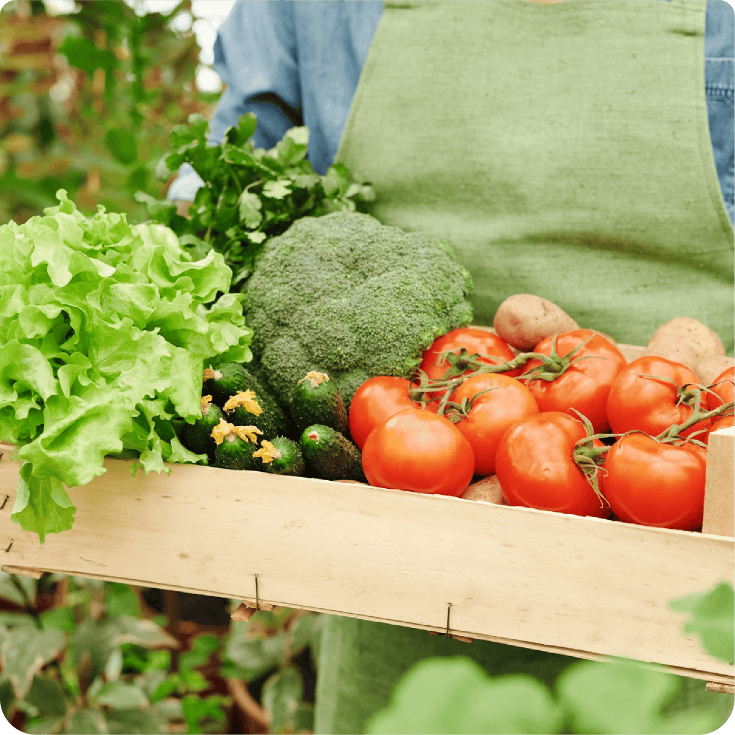Anticongelante para plantas