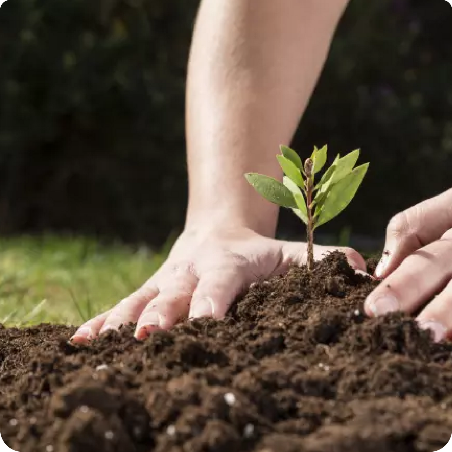 Anticongelante para plantas